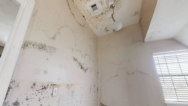 Best Basement Mold Removal  in Rimersburg, PA