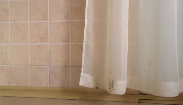 Best Mold Removal for HVAC Installations  in Rimersburg, PA